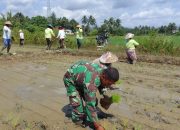 Bantu Petani Menanam Padi, Babinsa Koramil 1508-03/Kao Turun Ke Sawah
