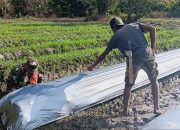 Siapkan Lahan, Babinsa Mapurujaya Dampingi Petani Memasang Plastik Mulsa