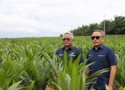 PTPN Inisiasi Program PSR Intercropping Padi Dukung Swasembada Pangan nasional